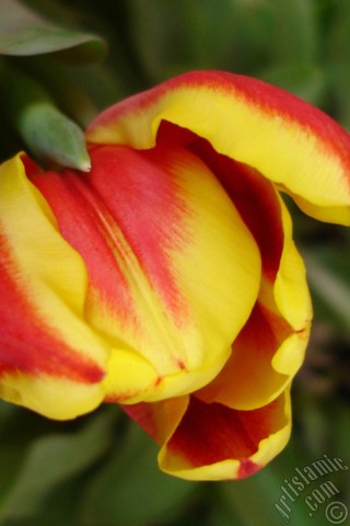 A mobile wallpaper and MMS picture for Apple iPhone 7s, 6s, 5s, 4s, Plus, iPods, iPads, New iPads, Samsung Galaxy S Series and Notes, Sony Ericsson Xperia, LG Mobile Phones, Tablets and Devices: Red-yellow color Turkish-Ottoman Tulip photo.
