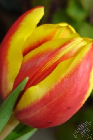 A mobile wallpaper and MMS picture for Apple iPhone 7s, 6s, 5s, 4s, Plus, iPods, iPads, New iPads, Samsung Galaxy S Series and Notes, Sony Ericsson Xperia, LG Mobile Phones, Tablets and Devices: Red-yellow color Turkish-Ottoman Tulip photo.

