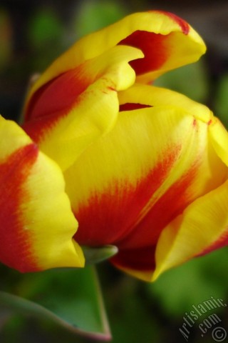 A mobile wallpaper and MMS picture for Apple iPhone 7s, 6s, 5s, 4s, Plus, iPods, iPads, New iPads, Samsung Galaxy S Series and Notes, Sony Ericsson Xperia, LG Mobile Phones, Tablets and Devices: Red-yellow color Turkish-Ottoman Tulip photo.
