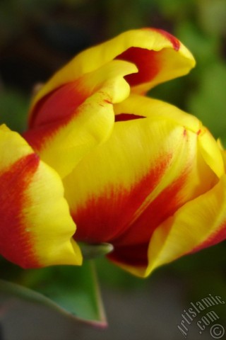 A mobile wallpaper and MMS picture for Apple iPhone 7s, 6s, 5s, 4s, Plus, iPods, iPads, New iPads, Samsung Galaxy S Series and Notes, Sony Ericsson Xperia, LG Mobile Phones, Tablets and Devices: Red-yellow color Turkish-Ottoman Tulip photo.
