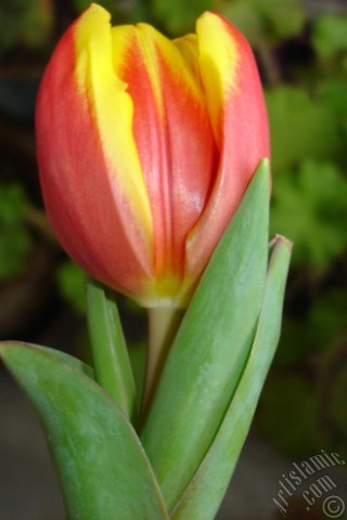 A mobile wallpaper and MMS picture for Apple iPhone 7s, 6s, 5s, 4s, Plus, iPods, iPads, New iPads, Samsung Galaxy S Series and Notes, Sony Ericsson Xperia, LG Mobile Phones, Tablets and Devices: Red-yellow color Turkish-Ottoman Tulip photo.
