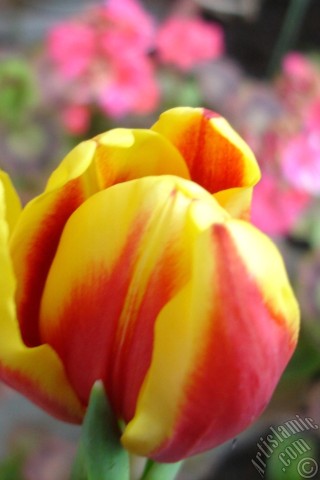 A mobile wallpaper and MMS picture for Apple iPhone 7s, 6s, 5s, 4s, Plus, iPods, iPads, New iPads, Samsung Galaxy S Series and Notes, Sony Ericsson Xperia, LG Mobile Phones, Tablets and Devices: Red-yellow color Turkish-Ottoman Tulip photo.
