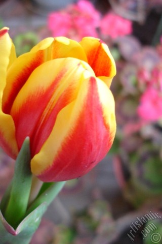 A mobile wallpaper and MMS picture for Apple iPhone 7s, 6s, 5s, 4s, Plus, iPods, iPads, New iPads, Samsung Galaxy S Series and Notes, Sony Ericsson Xperia, LG Mobile Phones, Tablets and Devices: Red-yellow color Turkish-Ottoman Tulip photo.
