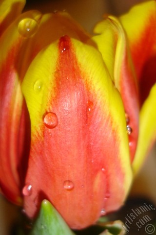 A mobile wallpaper and MMS picture for Apple iPhone 7s, 6s, 5s, 4s, Plus, iPods, iPads, New iPads, Samsung Galaxy S Series and Notes, Sony Ericsson Xperia, LG Mobile Phones, Tablets and Devices: Red-yellow color Turkish-Ottoman Tulip photo.
