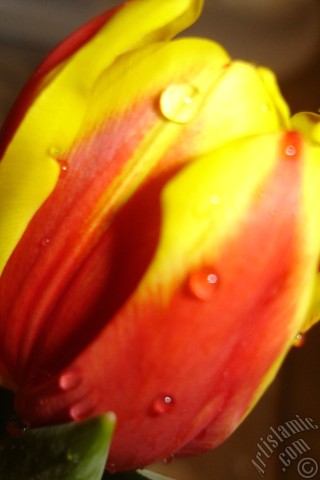 A mobile wallpaper and MMS picture for Apple iPhone 7s, 6s, 5s, 4s, Plus, iPods, iPads, New iPads, Samsung Galaxy S Series and Notes, Sony Ericsson Xperia, LG Mobile Phones, Tablets and Devices: Red-yellow color Turkish-Ottoman Tulip photo.
