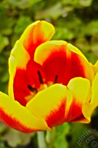 A mobile wallpaper and MMS picture for Apple iPhone 7s, 6s, 5s, 4s, Plus, iPods, iPads, New iPads, Samsung Galaxy S Series and Notes, Sony Ericsson Xperia, LG Mobile Phones, Tablets and Devices: Red-yellow color Turkish-Ottoman Tulip photo.
