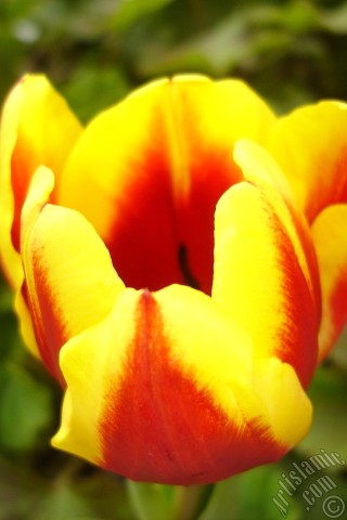 A mobile wallpaper and MMS picture for Apple iPhone 7s, 6s, 5s, 4s, Plus, iPods, iPads, New iPads, Samsung Galaxy S Series and Notes, Sony Ericsson Xperia, LG Mobile Phones, Tablets and Devices: Red-yellow color Turkish-Ottoman Tulip photo.
