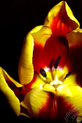 A mobile wallpaper and MMS picture for Apple iPhone 7s, 6s, 5s, 4s, Plus, iPods, iPads, New iPads, Samsung Galaxy S Series and Notes, Sony Ericsson Xperia, LG Mobile Phones, Tablets and Devices: Red-yellow color Turkish-Ottoman Tulip photo.
