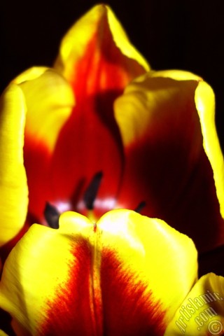 A mobile wallpaper and MMS picture for Apple iPhone 7s, 6s, 5s, 4s, Plus, iPods, iPads, New iPads, Samsung Galaxy S Series and Notes, Sony Ericsson Xperia, LG Mobile Phones, Tablets and Devices: Red-yellow color Turkish-Ottoman Tulip photo.
