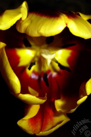 A mobile wallpaper and MMS picture for Apple iPhone 7s, 6s, 5s, 4s, Plus, iPods, iPads, New iPads, Samsung Galaxy S Series and Notes, Sony Ericsson Xperia, LG Mobile Phones, Tablets and Devices: Red-yellow color Turkish-Ottoman Tulip photo.
