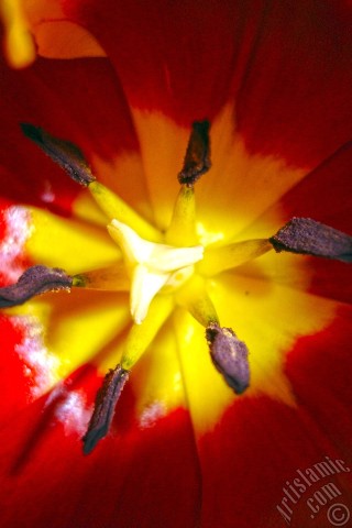 A mobile wallpaper and MMS picture for Apple iPhone 7s, 6s, 5s, 4s, Plus, iPods, iPads, New iPads, Samsung Galaxy S Series and Notes, Sony Ericsson Xperia, LG Mobile Phones, Tablets and Devices: Red-yellow color Turkish-Ottoman Tulip photo.
