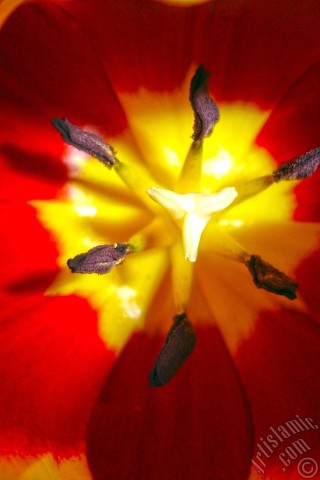 A mobile wallpaper and MMS picture for Apple iPhone 7s, 6s, 5s, 4s, Plus, iPods, iPads, New iPads, Samsung Galaxy S Series and Notes, Sony Ericsson Xperia, LG Mobile Phones, Tablets and Devices: Red-yellow color Turkish-Ottoman Tulip photo.
