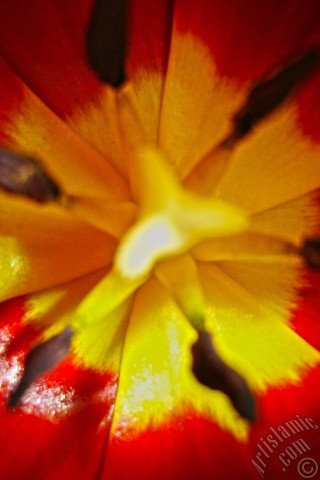 A mobile wallpaper and MMS picture for Apple iPhone 7s, 6s, 5s, 4s, Plus, iPods, iPads, New iPads, Samsung Galaxy S Series and Notes, Sony Ericsson Xperia, LG Mobile Phones, Tablets and Devices: Red-yellow color Turkish-Ottoman Tulip photo.
