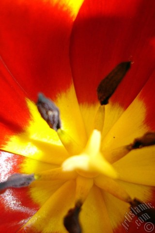 A mobile wallpaper and MMS picture for Apple iPhone 7s, 6s, 5s, 4s, Plus, iPods, iPads, New iPads, Samsung Galaxy S Series and Notes, Sony Ericsson Xperia, LG Mobile Phones, Tablets and Devices: Red-yellow color Turkish-Ottoman Tulip photo.
