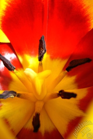 A mobile wallpaper and MMS picture for Apple iPhone 7s, 6s, 5s, 4s, Plus, iPods, iPads, New iPads, Samsung Galaxy S Series and Notes, Sony Ericsson Xperia, LG Mobile Phones, Tablets and Devices: Red-yellow color Turkish-Ottoman Tulip photo.
