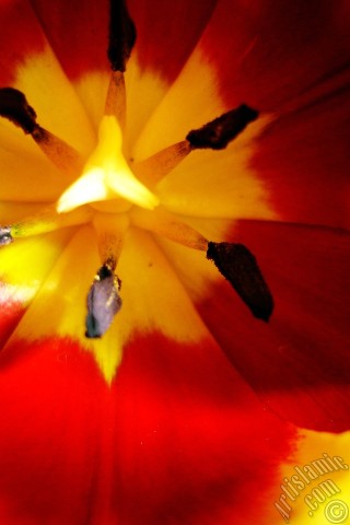 A mobile wallpaper and MMS picture for Apple iPhone 7s, 6s, 5s, 4s, Plus, iPods, iPads, New iPads, Samsung Galaxy S Series and Notes, Sony Ericsson Xperia, LG Mobile Phones, Tablets and Devices: Red-yellow color Turkish-Ottoman Tulip photo.
