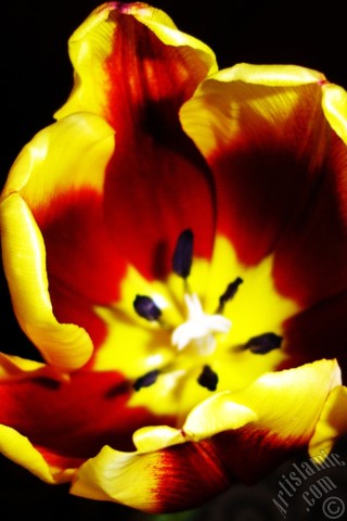A mobile wallpaper and MMS picture for Apple iPhone 7s, 6s, 5s, 4s, Plus, iPods, iPads, New iPads, Samsung Galaxy S Series and Notes, Sony Ericsson Xperia, LG Mobile Phones, Tablets and Devices: Red-yellow color Turkish-Ottoman Tulip photo.

