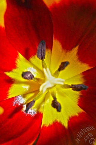 A mobile wallpaper and MMS picture for Apple iPhone 7s, 6s, 5s, 4s, Plus, iPods, iPads, New iPads, Samsung Galaxy S Series and Notes, Sony Ericsson Xperia, LG Mobile Phones, Tablets and Devices: Red-yellow color Turkish-Ottoman Tulip photo.
