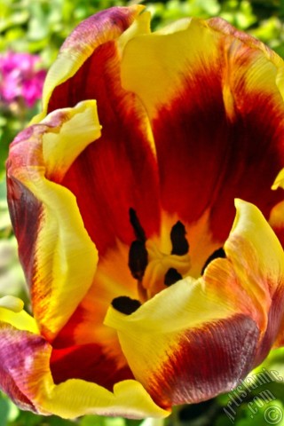 A mobile wallpaper and MMS picture for Apple iPhone 7s, 6s, 5s, 4s, Plus, iPods, iPads, New iPads, Samsung Galaxy S Series and Notes, Sony Ericsson Xperia, LG Mobile Phones, Tablets and Devices: Red-yellow color Turkish-Ottoman Tulip photo.
