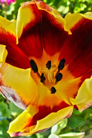 A mobile wallpaper and MMS picture for Apple iPhone 7s, 6s, 5s, 4s, Plus, iPods, iPads, New iPads, Samsung Galaxy S Series and Notes, Sony Ericsson Xperia, LG Mobile Phones, Tablets and Devices: Red-yellow color Turkish-Ottoman Tulip photo.
