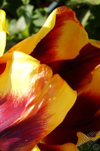 A mobile wallpaper and MMS picture for Apple iPhone 7s, 6s, 5s, 4s, Plus, iPods, iPads, New iPads, Samsung Galaxy S Series and Notes, Sony Ericsson Xperia, LG Mobile Phones, Tablets and Devices: Red-yellow color Turkish-Ottoman Tulip photo.
