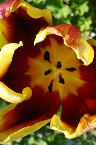 A mobile wallpaper and MMS picture for Apple iPhone 7s, 6s, 5s, 4s, Plus, iPods, iPads, New iPads, Samsung Galaxy S Series and Notes, Sony Ericsson Xperia, LG Mobile Phones, Tablets and Devices: Red-yellow color Turkish-Ottoman Tulip photo.
