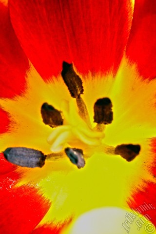 A mobile wallpaper and MMS picture for Apple iPhone 7s, 6s, 5s, 4s, Plus, iPods, iPads, New iPads, Samsung Galaxy S Series and Notes, Sony Ericsson Xperia, LG Mobile Phones, Tablets and Devices: Red-yellow color Turkish-Ottoman Tulip photo.
