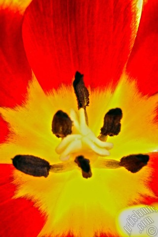 A mobile wallpaper and MMS picture for Apple iPhone 7s, 6s, 5s, 4s, Plus, iPods, iPads, New iPads, Samsung Galaxy S Series and Notes, Sony Ericsson Xperia, LG Mobile Phones, Tablets and Devices: Red-yellow color Turkish-Ottoman Tulip photo.

