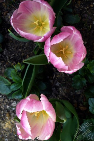 A mobile wallpaper and MMS picture for Apple iPhone 7s, 6s, 5s, 4s, Plus, iPods, iPads, New iPads, Samsung Galaxy S Series and Notes, Sony Ericsson Xperia, LG Mobile Phones, Tablets and Devices: Pink color Turkish-Ottoman Tulip photo.
