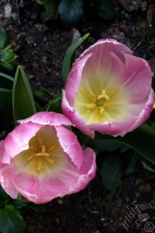 A mobile wallpaper and MMS picture for Apple iPhone 7s, 6s, 5s, 4s, Plus, iPods, iPads, New iPads, Samsung Galaxy S Series and Notes, Sony Ericsson Xperia, LG Mobile Phones, Tablets and Devices: Pink color Turkish-Ottoman Tulip photo.
