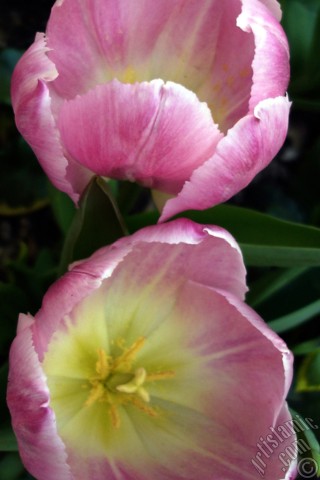 A mobile wallpaper and MMS picture for Apple iPhone 7s, 6s, 5s, 4s, Plus, iPods, iPads, New iPads, Samsung Galaxy S Series and Notes, Sony Ericsson Xperia, LG Mobile Phones, Tablets and Devices: Pink color Turkish-Ottoman Tulip photo.
