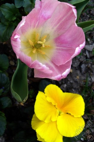 A mobile wallpaper and MMS picture for Apple iPhone 7s, 6s, 5s, 4s, Plus, iPods, iPads, New iPads, Samsung Galaxy S Series and Notes, Sony Ericsson Xperia, LG Mobile Phones, Tablets and Devices: Pink color Turkish-Ottoman Tulip photo.
