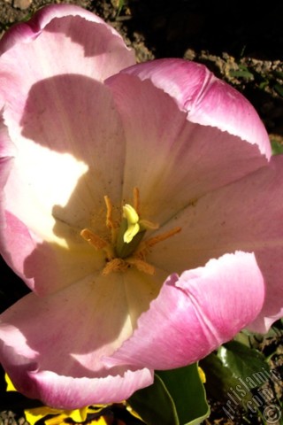 A mobile wallpaper and MMS picture for Apple iPhone 7s, 6s, 5s, 4s, Plus, iPods, iPads, New iPads, Samsung Galaxy S Series and Notes, Sony Ericsson Xperia, LG Mobile Phones, Tablets and Devices: Pink color Turkish-Ottoman Tulip photo.
