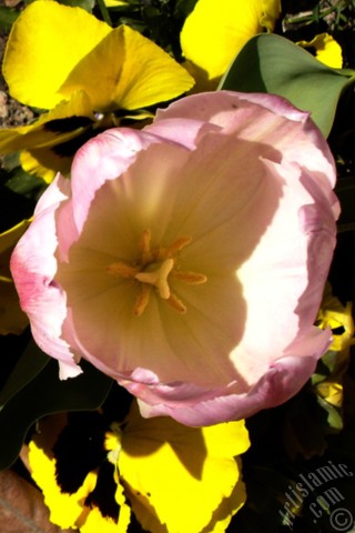 A mobile wallpaper and MMS picture for Apple iPhone 7s, 6s, 5s, 4s, Plus, iPods, iPads, New iPads, Samsung Galaxy S Series and Notes, Sony Ericsson Xperia, LG Mobile Phones, Tablets and Devices: Pink color Turkish-Ottoman Tulip photo.
