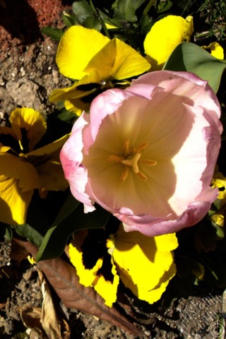 A mobile wallpaper and MMS picture for Apple iPhone 7s, 6s, 5s, 4s, Plus, iPods, iPads, New iPads, Samsung Galaxy S Series and Notes, Sony Ericsson Xperia, LG Mobile Phones, Tablets and Devices: Pink color Turkish-Ottoman Tulip photo.
