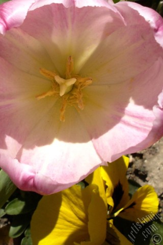 A mobile wallpaper and MMS picture for Apple iPhone 7s, 6s, 5s, 4s, Plus, iPods, iPads, New iPads, Samsung Galaxy S Series and Notes, Sony Ericsson Xperia, LG Mobile Phones, Tablets and Devices: Pink color Turkish-Ottoman Tulip photo.
