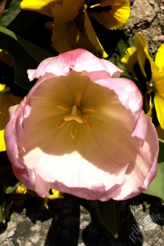 A mobile wallpaper and MMS picture for Apple iPhone 7s, 6s, 5s, 4s, Plus, iPods, iPads, New iPads, Samsung Galaxy S Series and Notes, Sony Ericsson Xperia, LG Mobile Phones, Tablets and Devices: Pink color Turkish-Ottoman Tulip photo.
