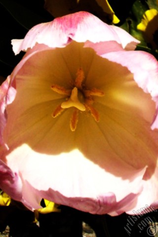 A mobile wallpaper and MMS picture for Apple iPhone 7s, 6s, 5s, 4s, Plus, iPods, iPads, New iPads, Samsung Galaxy S Series and Notes, Sony Ericsson Xperia, LG Mobile Phones, Tablets and Devices: Pink color Turkish-Ottoman Tulip photo.
