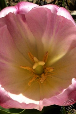 A mobile wallpaper and MMS picture for Apple iPhone 7s, 6s, 5s, 4s, Plus, iPods, iPads, New iPads, Samsung Galaxy S Series and Notes, Sony Ericsson Xperia, LG Mobile Phones, Tablets and Devices: Pink color Turkish-Ottoman Tulip photo.
