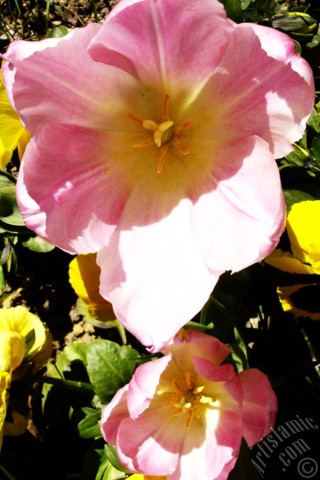 A mobile wallpaper and MMS picture for Apple iPhone 7s, 6s, 5s, 4s, Plus, iPods, iPads, New iPads, Samsung Galaxy S Series and Notes, Sony Ericsson Xperia, LG Mobile Phones, Tablets and Devices: Pink color Turkish-Ottoman Tulip photo.
