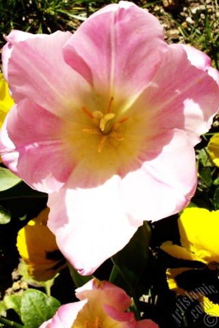 A mobile wallpaper and MMS picture for Apple iPhone 7s, 6s, 5s, 4s, Plus, iPods, iPads, New iPads, Samsung Galaxy S Series and Notes, Sony Ericsson Xperia, LG Mobile Phones, Tablets and Devices: Pink color Turkish-Ottoman Tulip photo.
