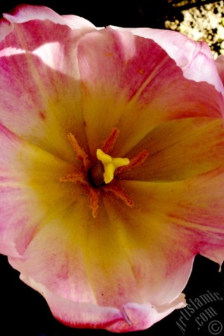 A mobile wallpaper and MMS picture for Apple iPhone 7s, 6s, 5s, 4s, Plus, iPods, iPads, New iPads, Samsung Galaxy S Series and Notes, Sony Ericsson Xperia, LG Mobile Phones, Tablets and Devices: Pink color Turkish-Ottoman Tulip photo.
