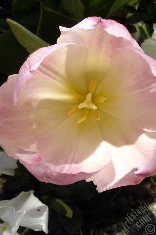 A mobile wallpaper and MMS picture for Apple iPhone 7s, 6s, 5s, 4s, Plus, iPods, iPads, New iPads, Samsung Galaxy S Series and Notes, Sony Ericsson Xperia, LG Mobile Phones, Tablets and Devices: Pink color Turkish-Ottoman Tulip photo.
