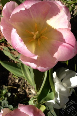 A mobile wallpaper and MMS picture for Apple iPhone 7s, 6s, 5s, 4s, Plus, iPods, iPads, New iPads, Samsung Galaxy S Series and Notes, Sony Ericsson Xperia, LG Mobile Phones, Tablets and Devices: Pink color Turkish-Ottoman Tulip photo.
