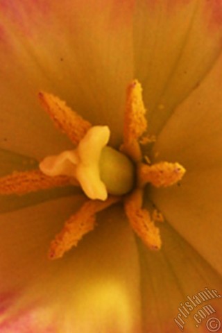 A mobile wallpaper and MMS picture for Apple iPhone 7s, 6s, 5s, 4s, Plus, iPods, iPads, New iPads, Samsung Galaxy S Series and Notes, Sony Ericsson Xperia, LG Mobile Phones, Tablets and Devices: Pink color Turkish-Ottoman Tulip photo.
