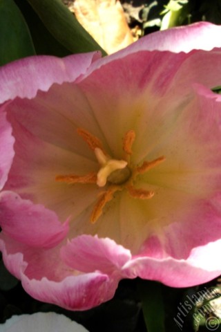 A mobile wallpaper and MMS picture for Apple iPhone 7s, 6s, 5s, 4s, Plus, iPods, iPads, New iPads, Samsung Galaxy S Series and Notes, Sony Ericsson Xperia, LG Mobile Phones, Tablets and Devices: Pink color Turkish-Ottoman Tulip photo.
