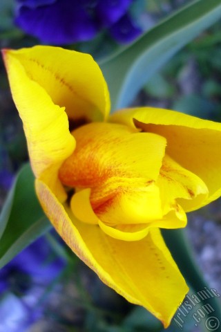 A mobile wallpaper and MMS picture for Apple iPhone 7s, 6s, 5s, 4s, Plus, iPods, iPads, New iPads, Samsung Galaxy S Series and Notes, Sony Ericsson Xperia, LG Mobile Phones, Tablets and Devices: Yellow color Turkish-Ottoman Tulip photo.
