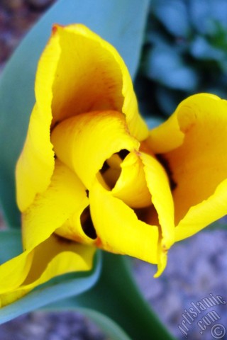 A mobile wallpaper and MMS picture for Apple iPhone 7s, 6s, 5s, 4s, Plus, iPods, iPads, New iPads, Samsung Galaxy S Series and Notes, Sony Ericsson Xperia, LG Mobile Phones, Tablets and Devices: Yellow color Turkish-Ottoman Tulip photo.
