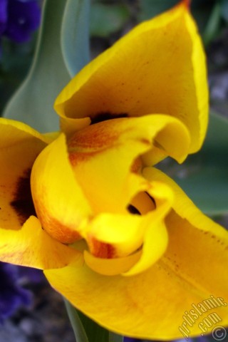 A mobile wallpaper and MMS picture for Apple iPhone 7s, 6s, 5s, 4s, Plus, iPods, iPads, New iPads, Samsung Galaxy S Series and Notes, Sony Ericsson Xperia, LG Mobile Phones, Tablets and Devices: Yellow color Turkish-Ottoman Tulip photo.
