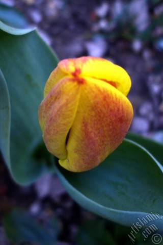 A mobile wallpaper and MMS picture for Apple iPhone 7s, 6s, 5s, 4s, Plus, iPods, iPads, New iPads, Samsung Galaxy S Series and Notes, Sony Ericsson Xperia, LG Mobile Phones, Tablets and Devices: Yellow color Turkish-Ottoman Tulip photo.
